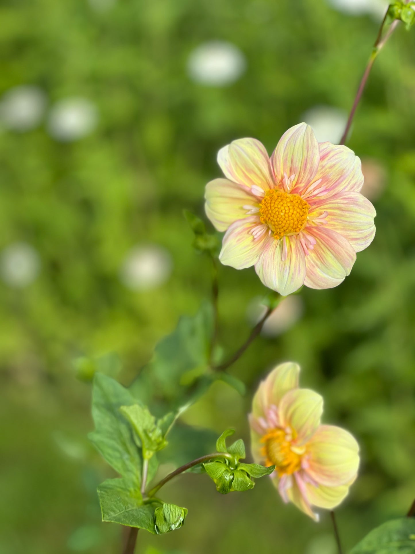 Appleblossom