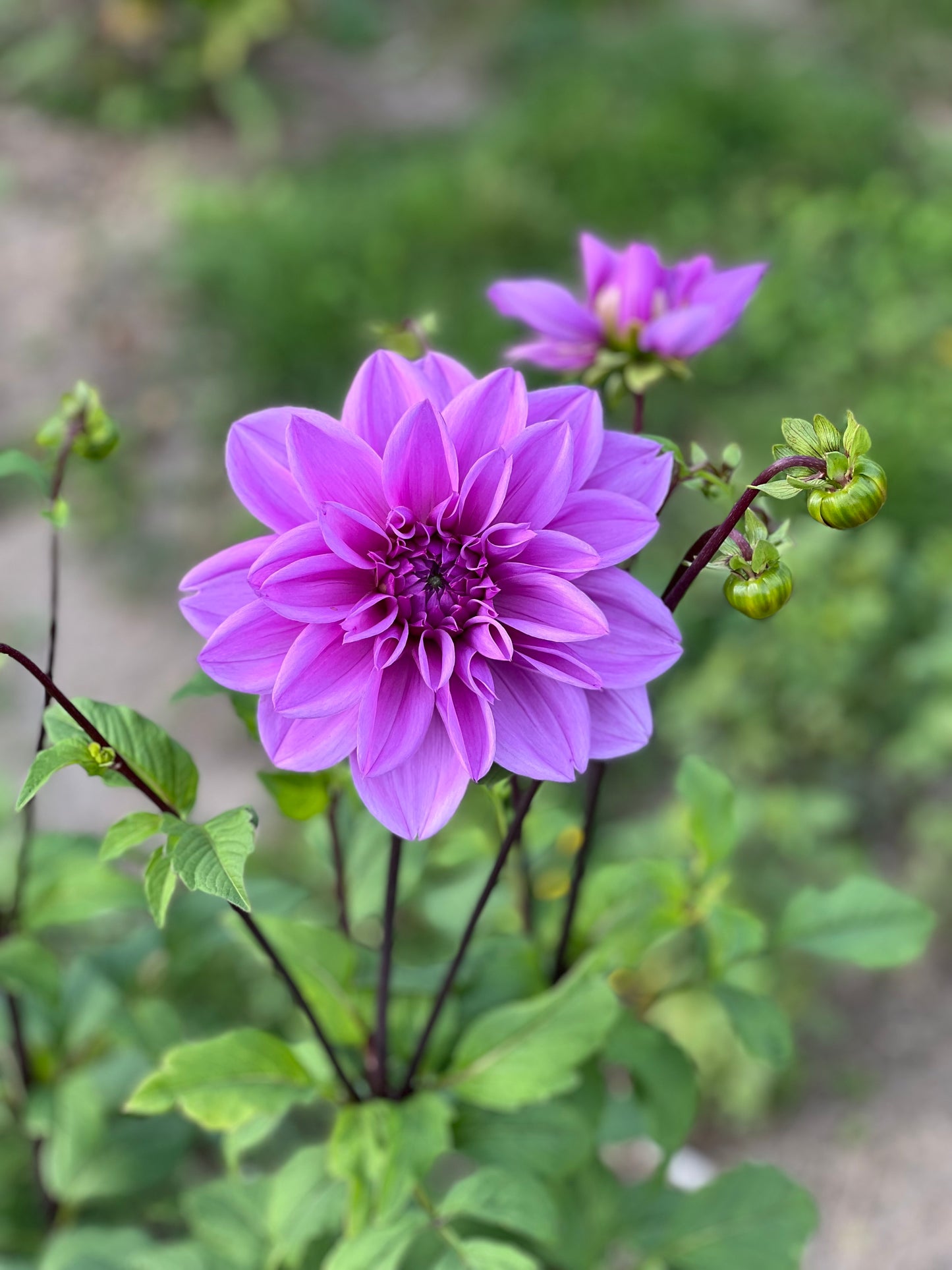 Lilac Time