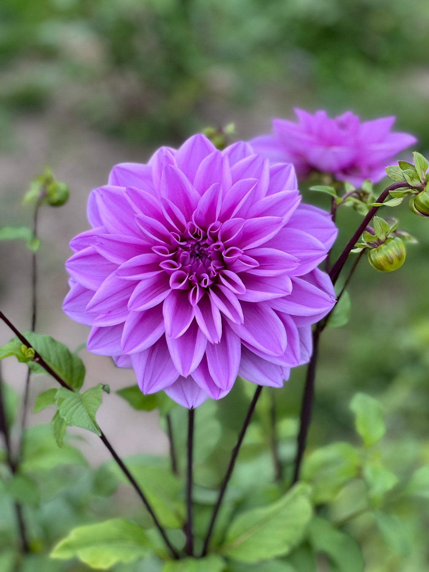 Lilac Time