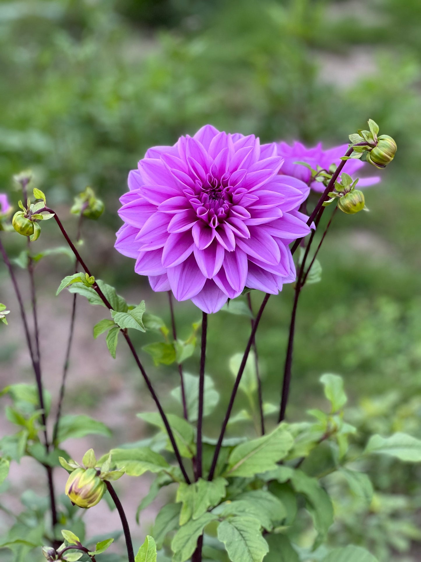 Lilac Time