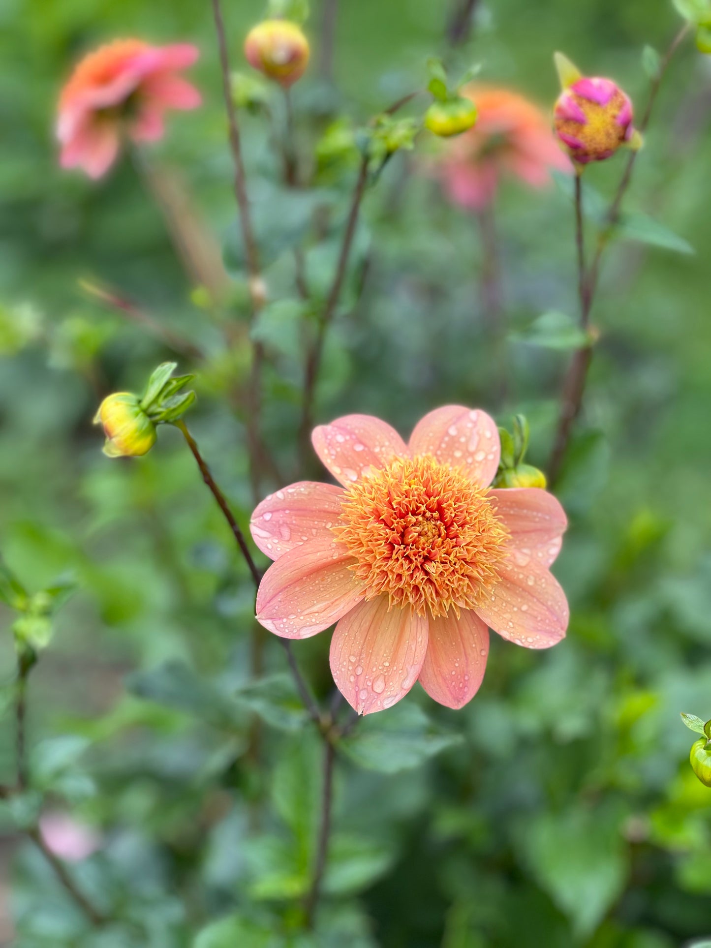 Sandia Brocade