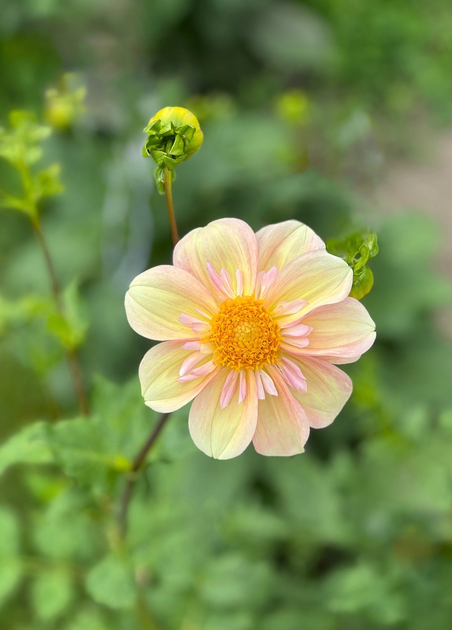 Appleblossom