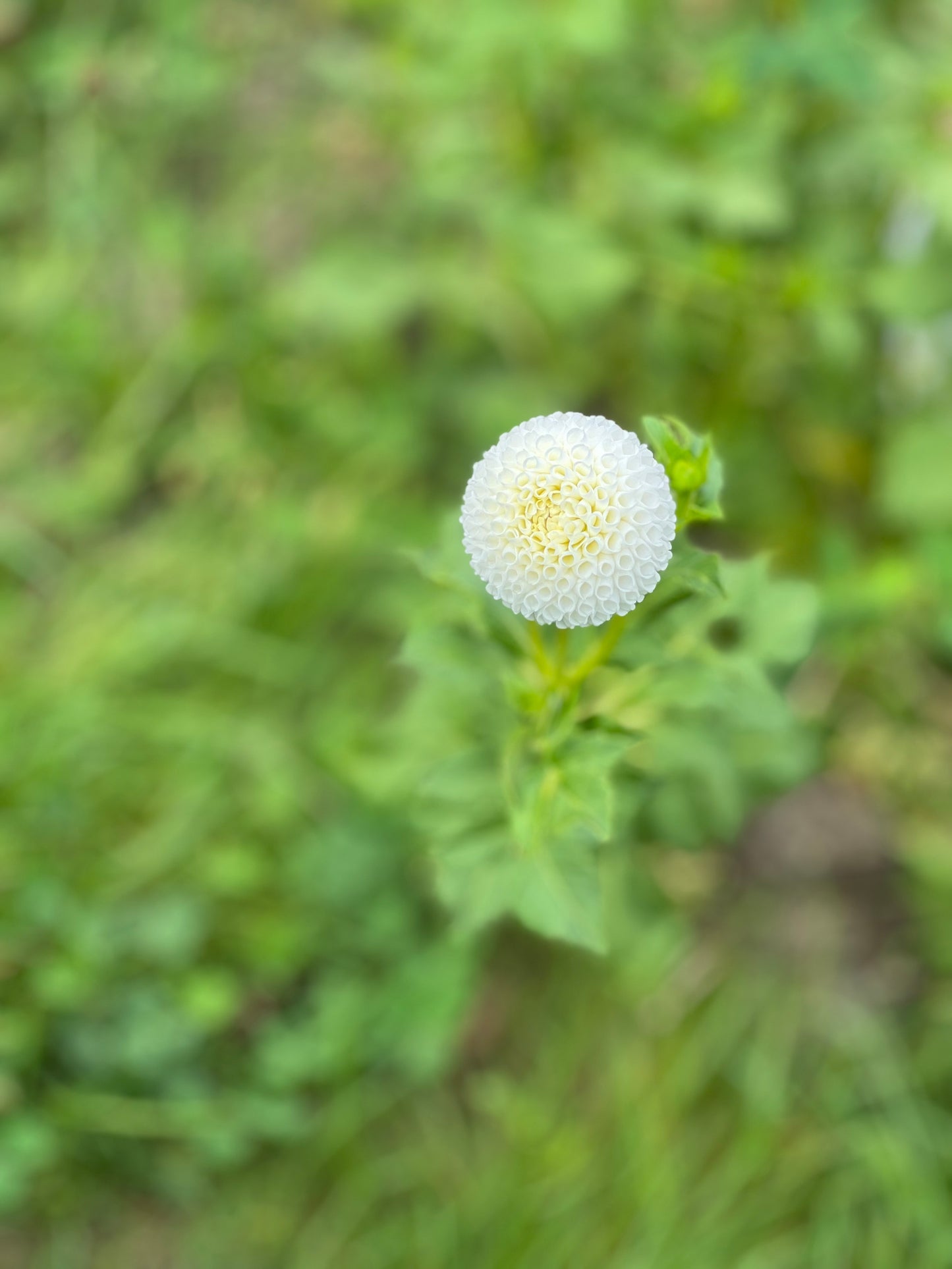 Tiny Treasure