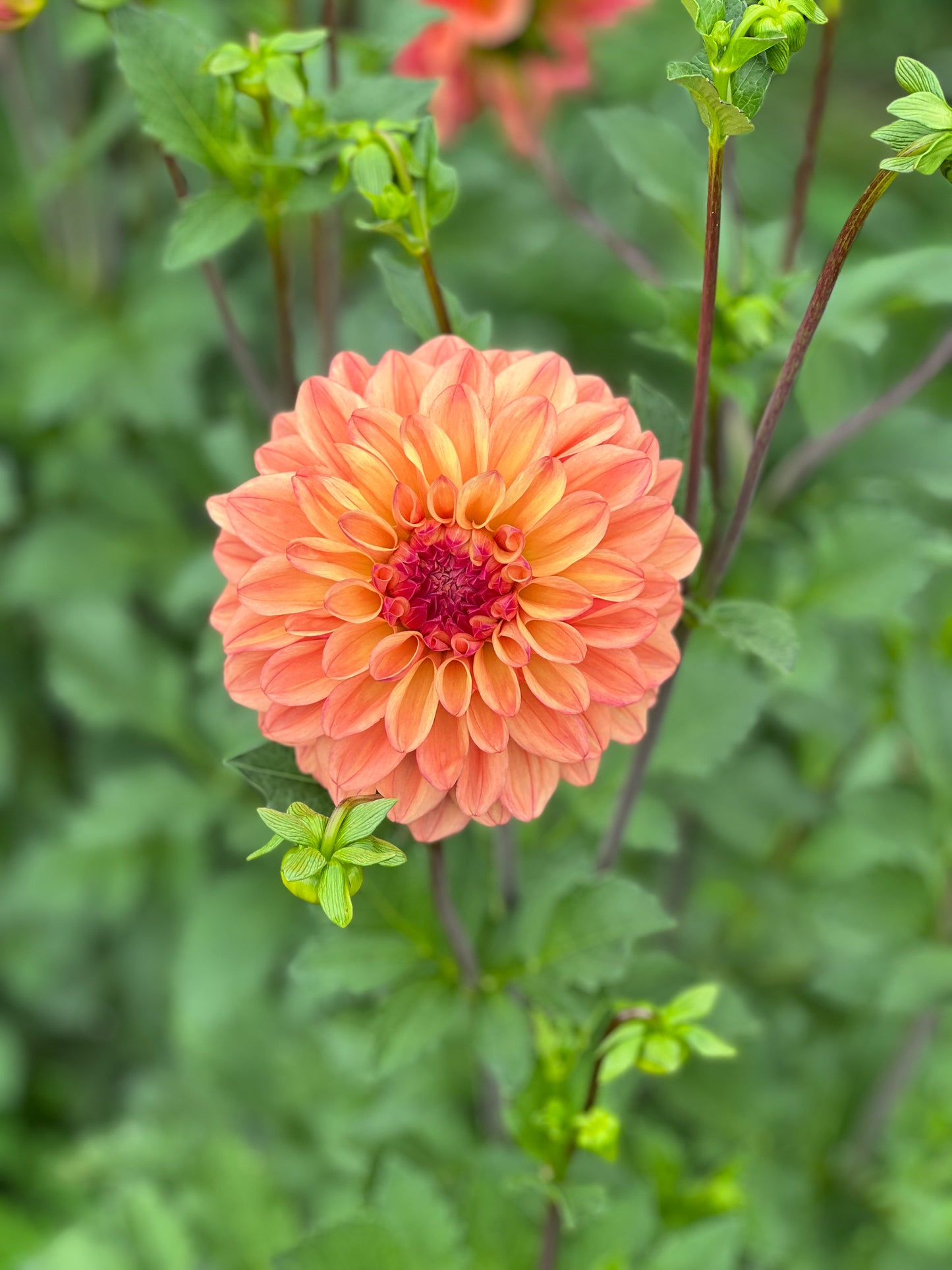 Ferncliff Copper