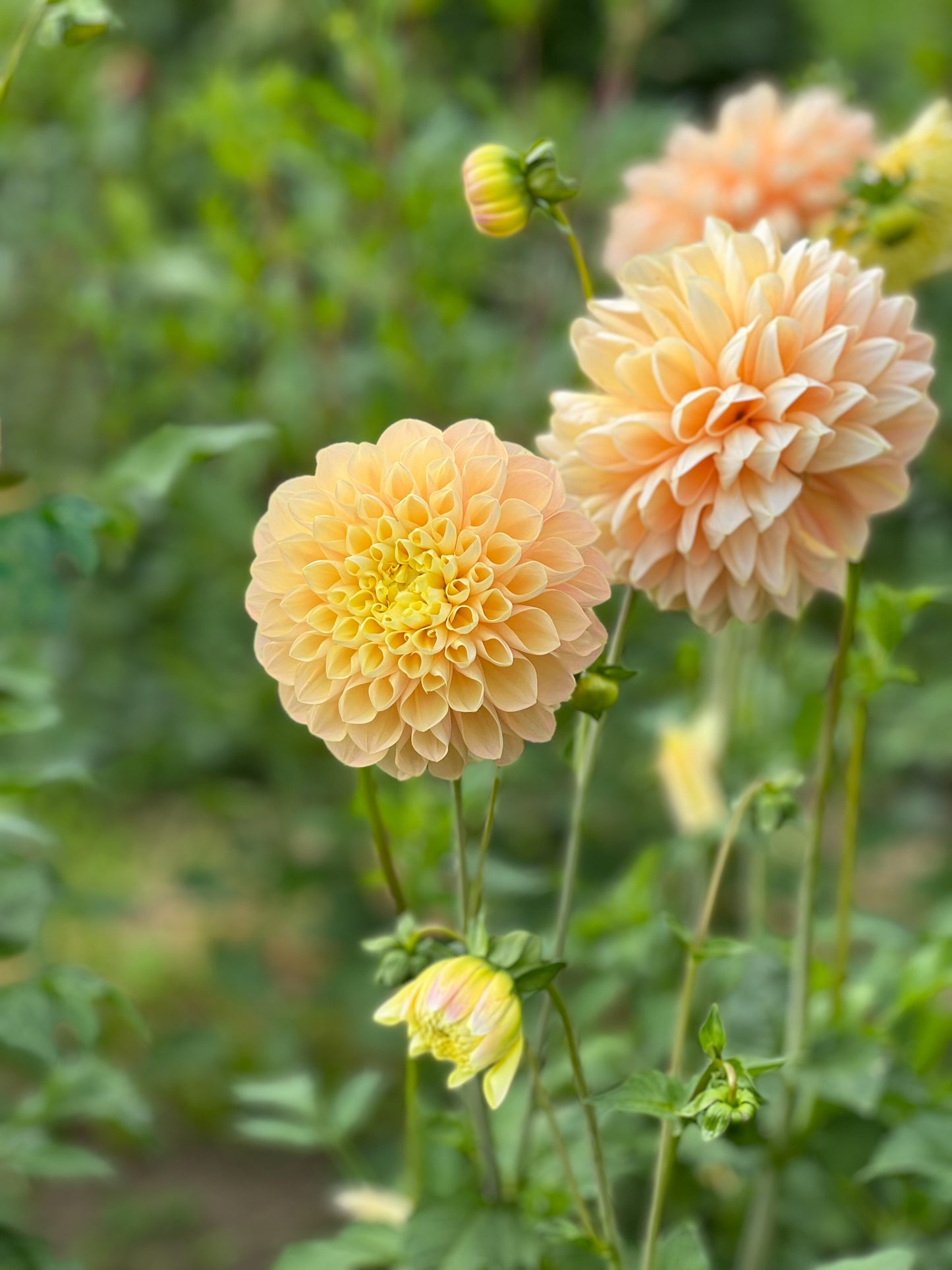 Honey Dew