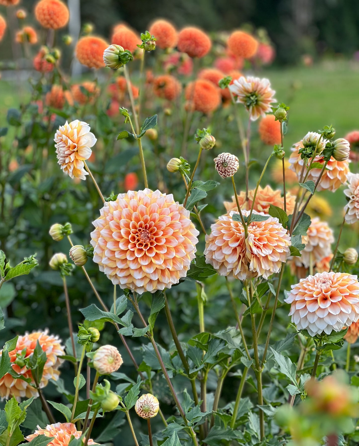 Hollyhill Orange Ice