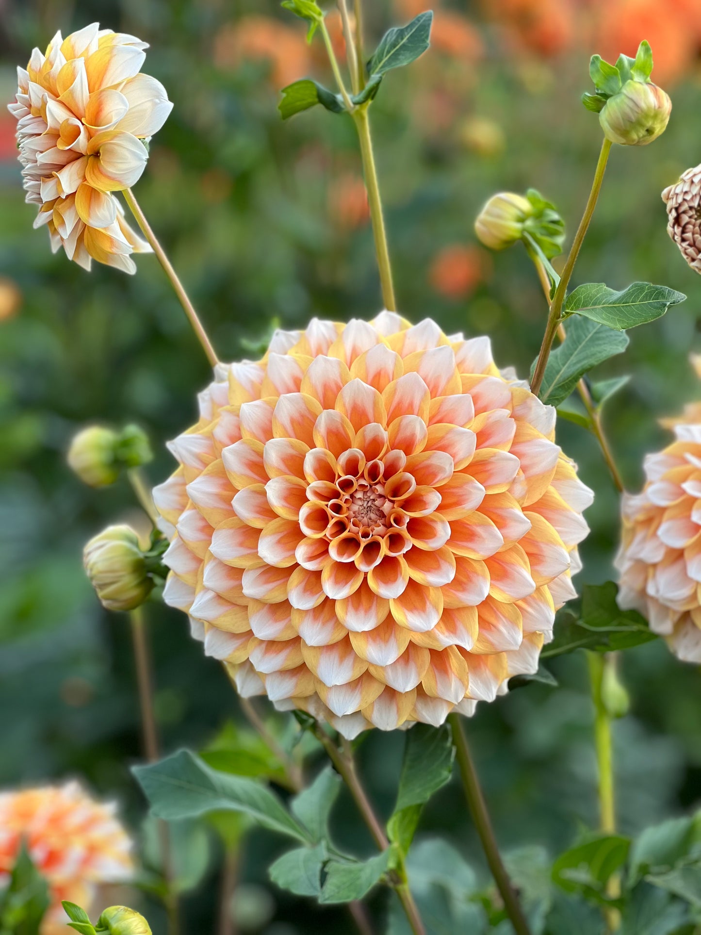 Hollyhill Orange Ice