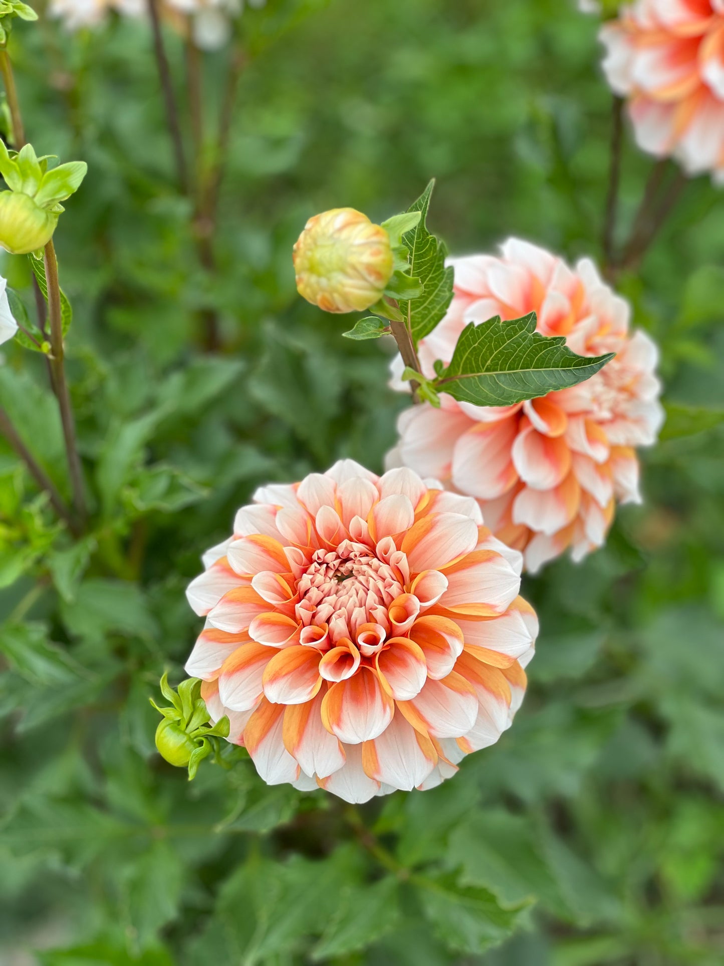 Hollyhill Orange Ice
