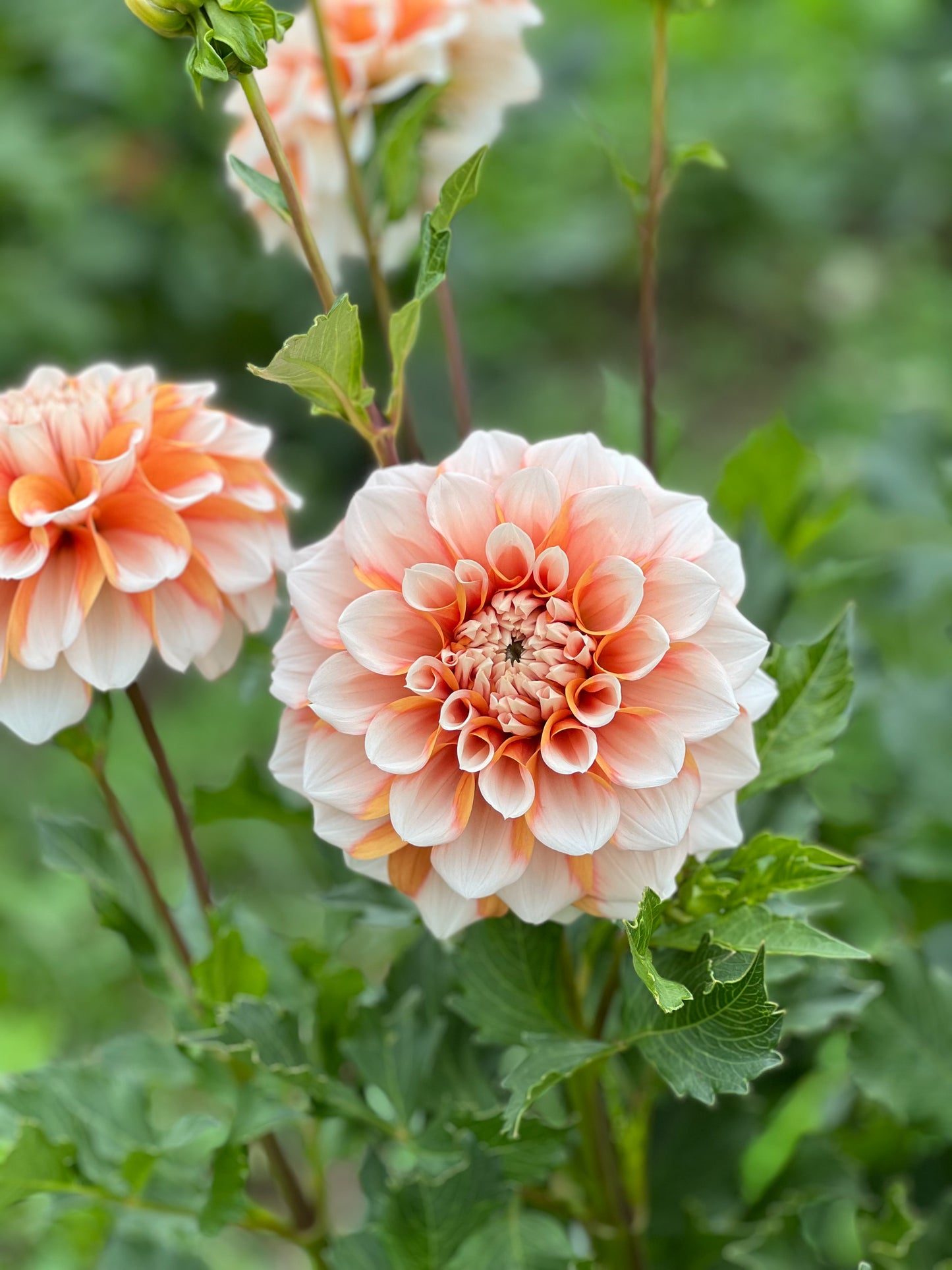 Hollyhill Orange Ice