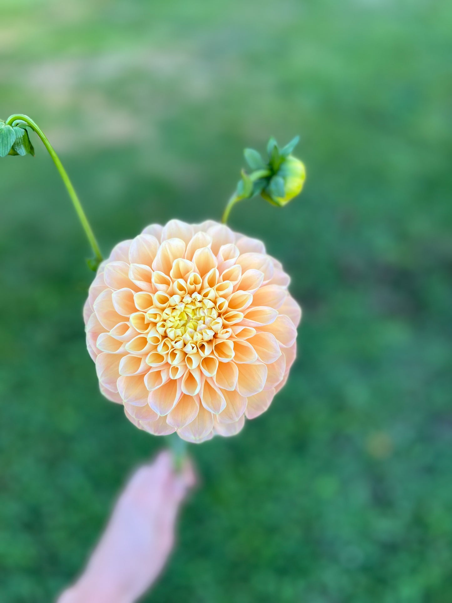 Honey Dew