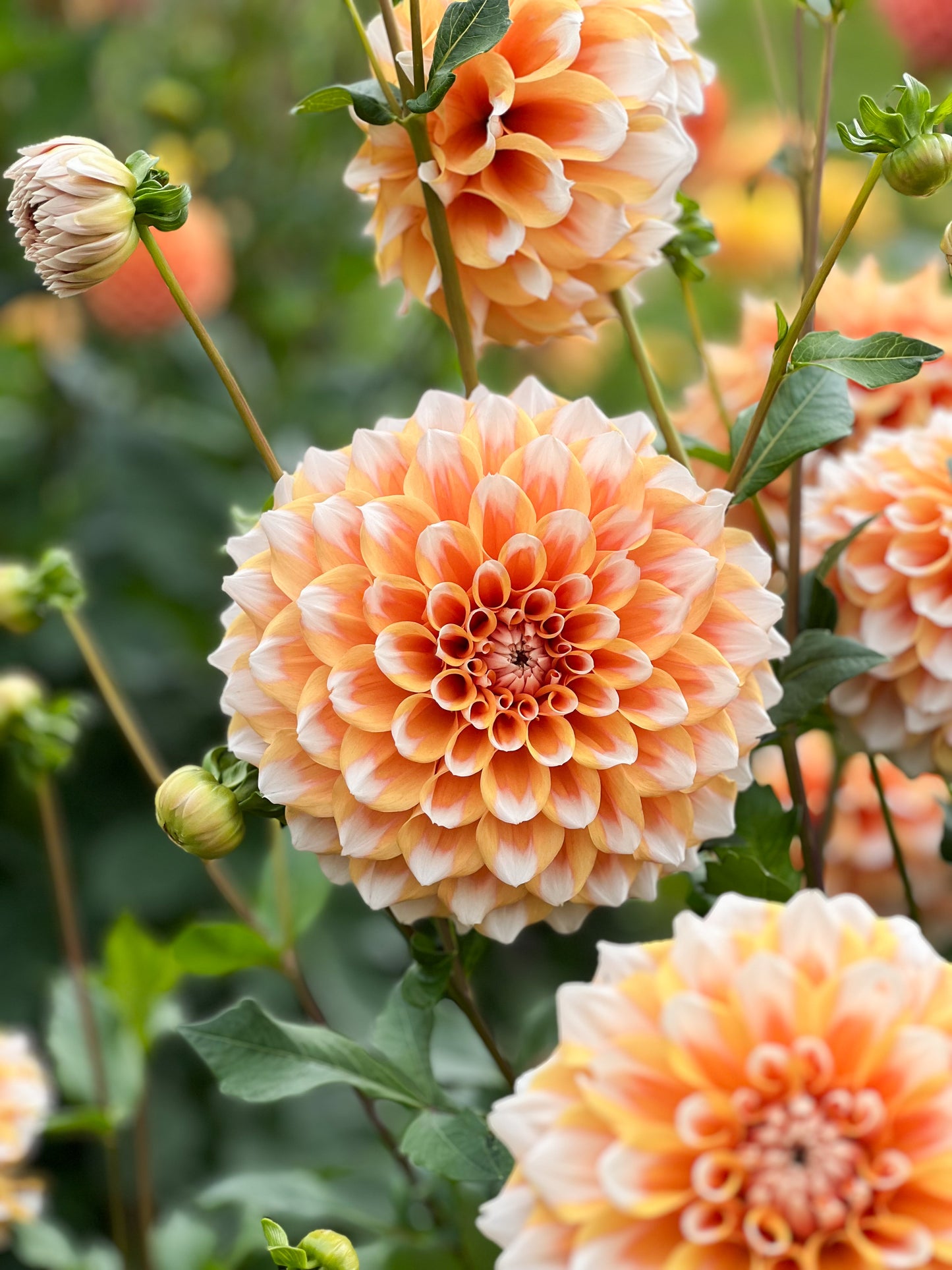 Hollyhill Orange Ice